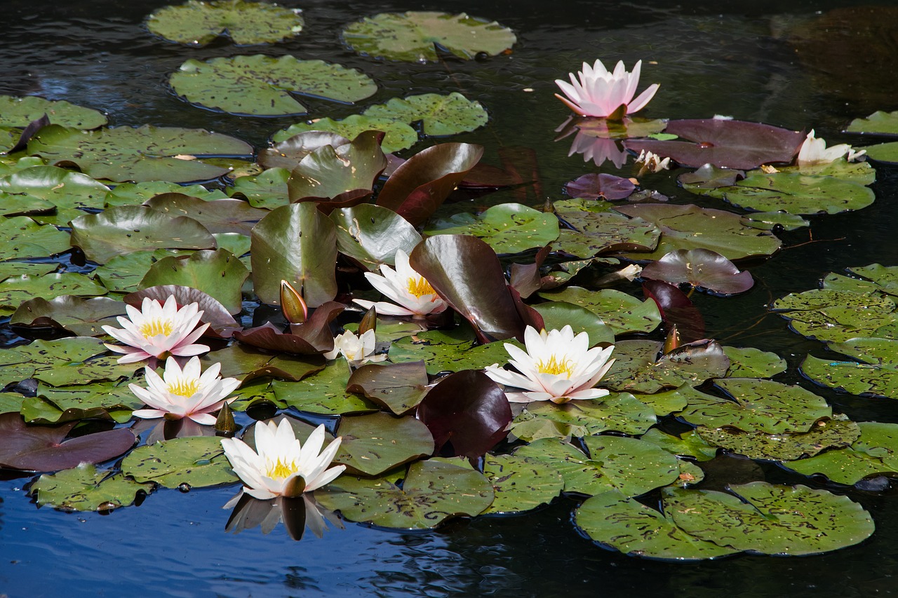 water lilies pond nature free photo