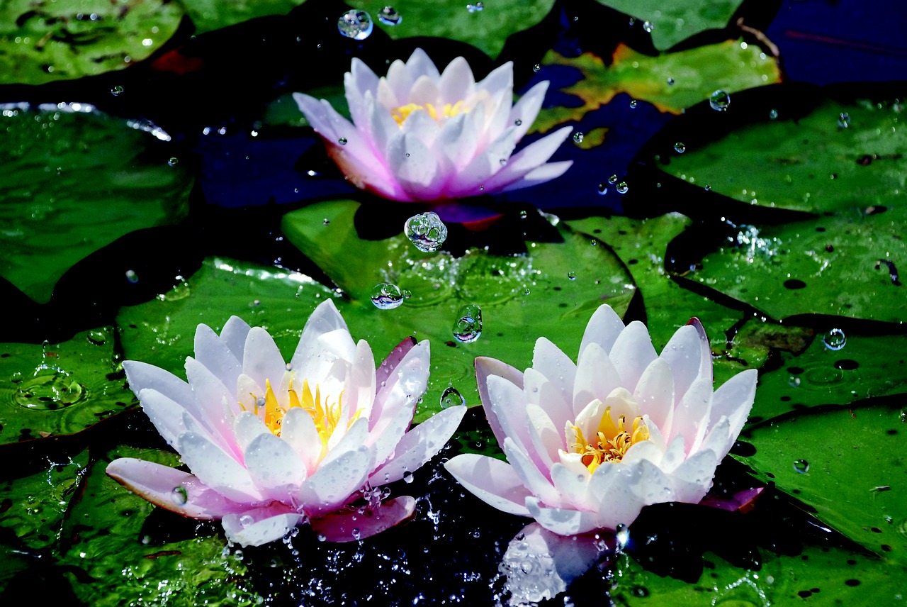 water lilies drop of water aquatic plant free photo
