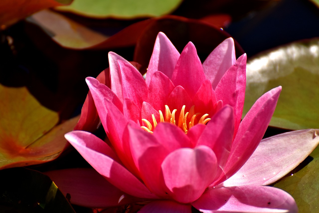 water lilies pink white free photo