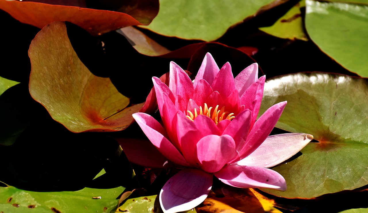 water lilies pink white free photo