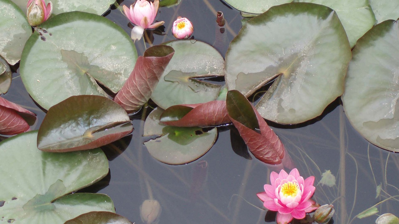water lilies flowers pond free photo