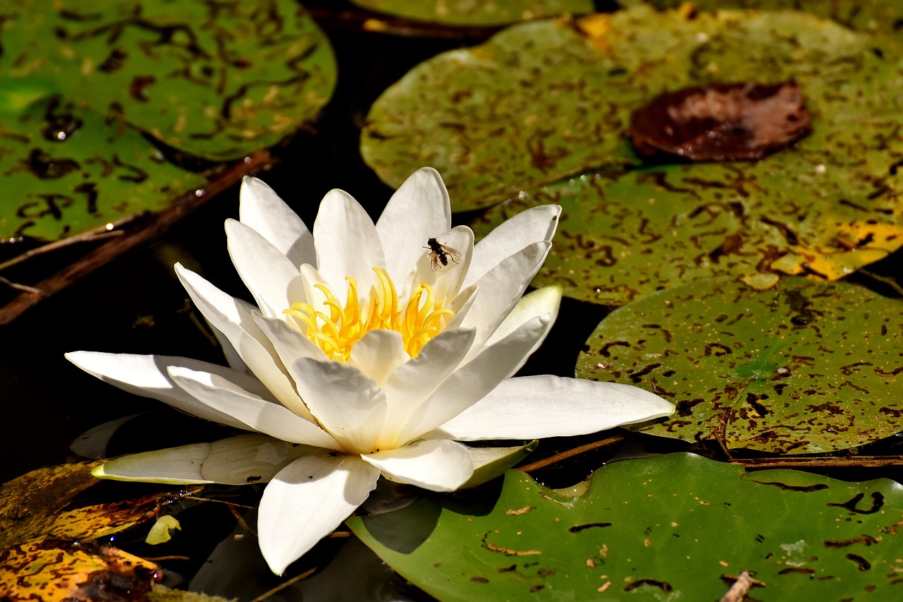 water lilies white summer free photo