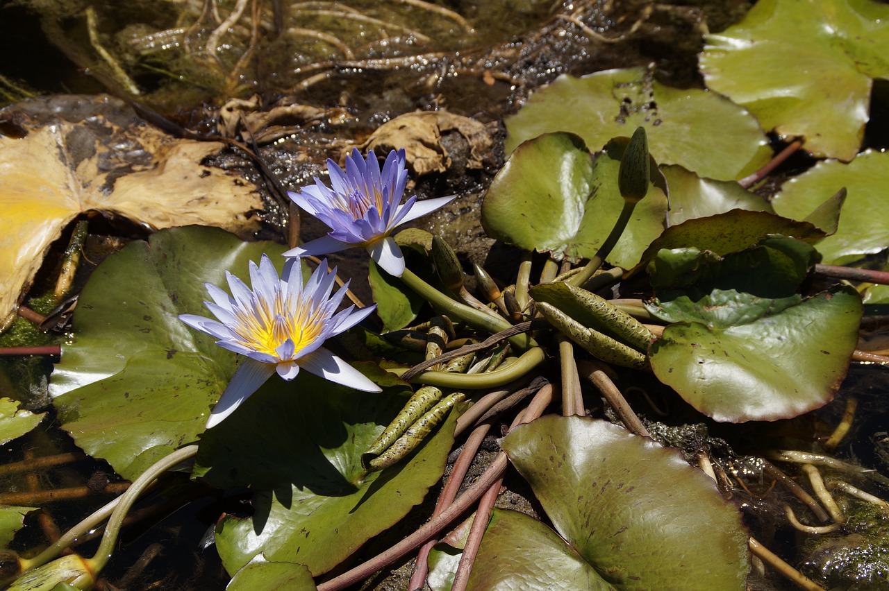 water lilies blossom bloom free photo