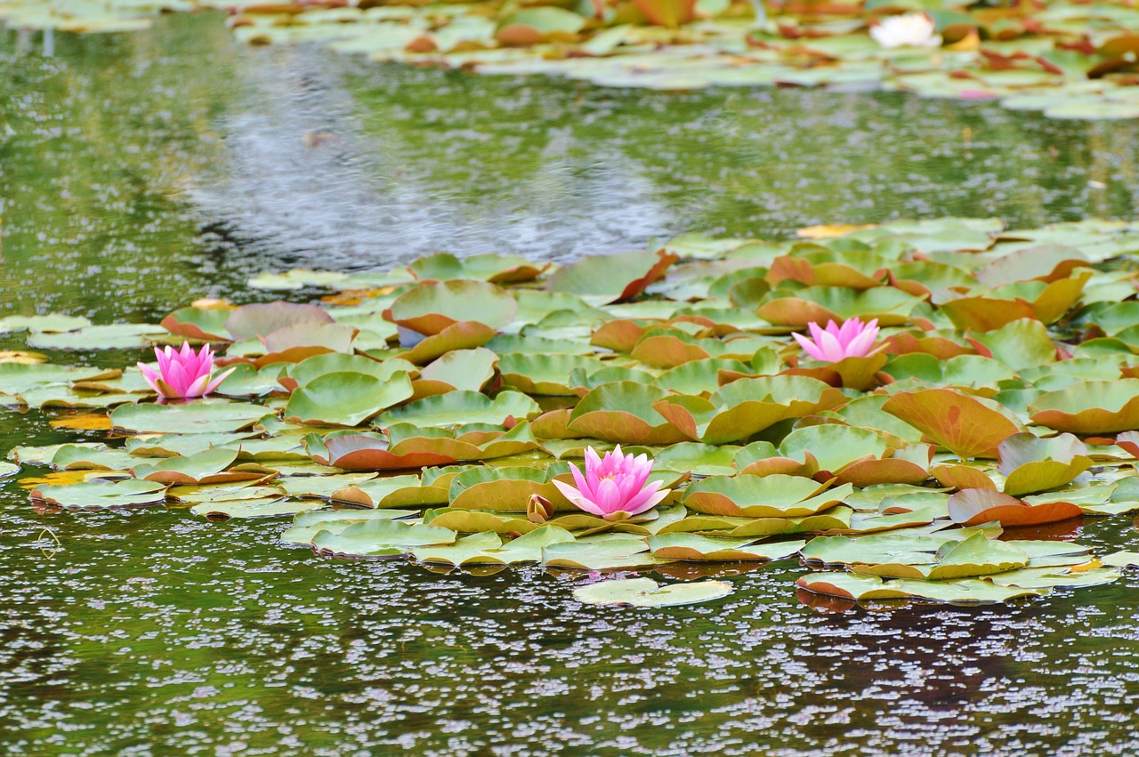 water lilies lily pond lake rose free photo