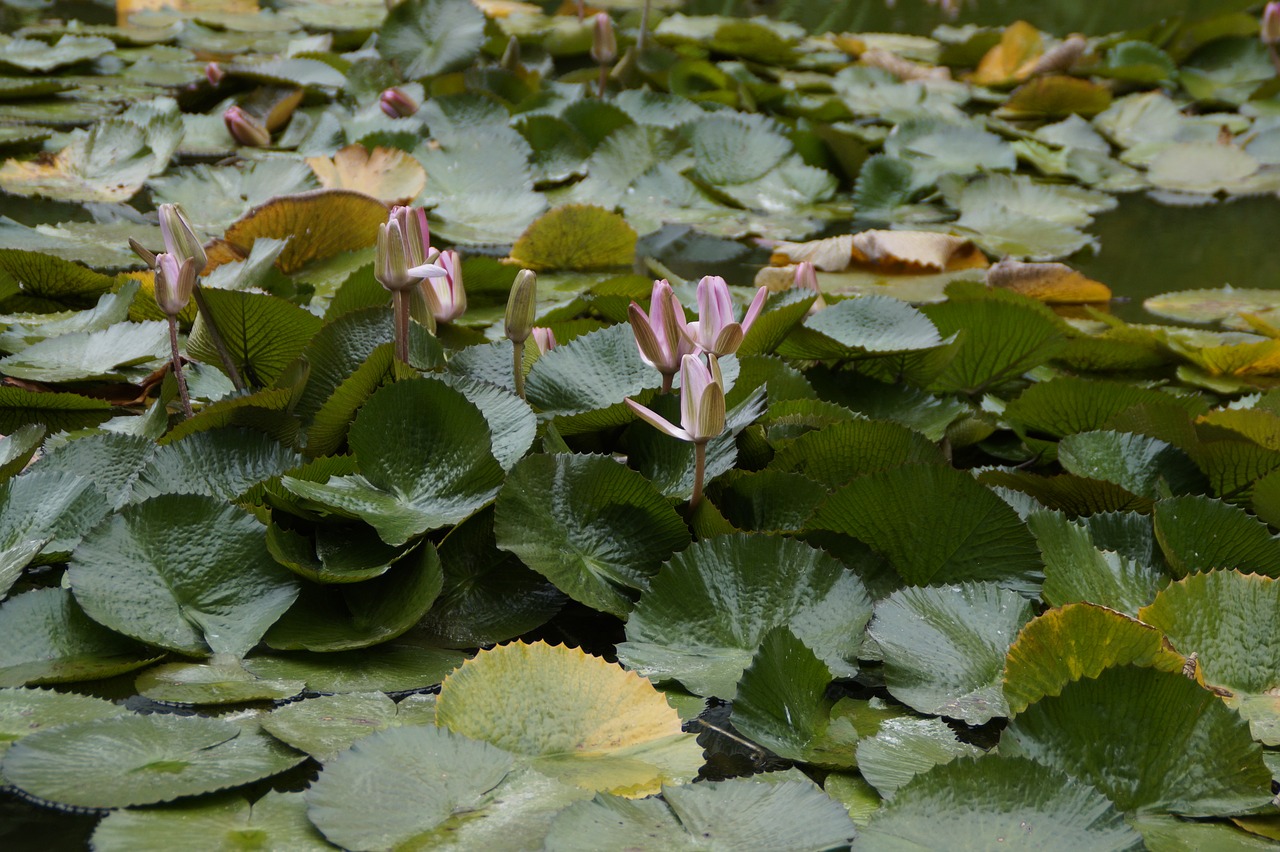 water lilies lily pad closed free photo