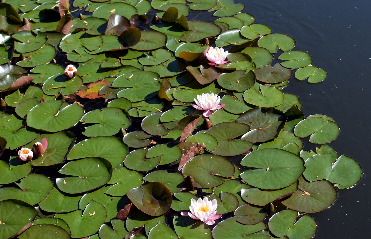 water lilies leaves aquatic plant free photo