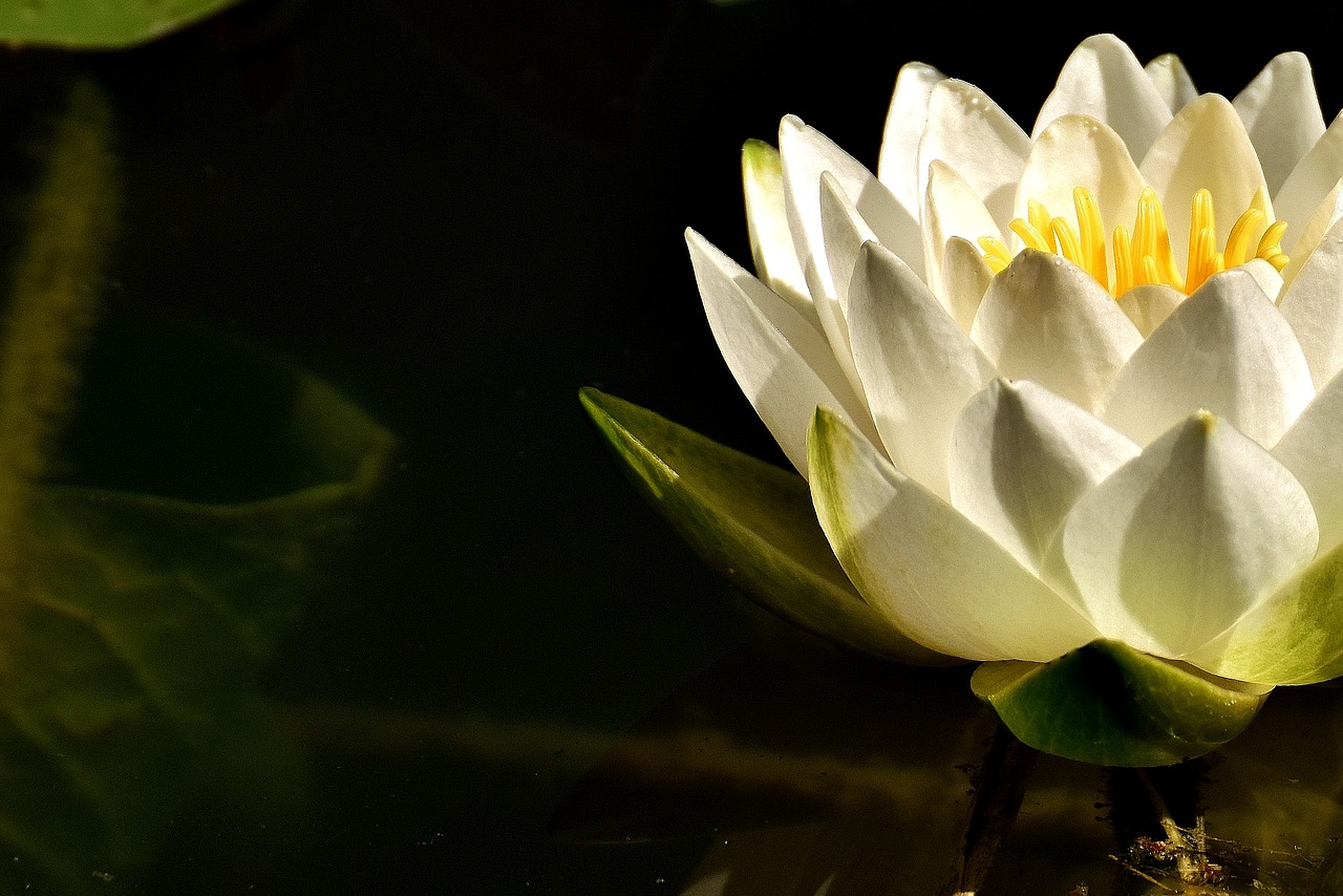 water lilies white summer free photo