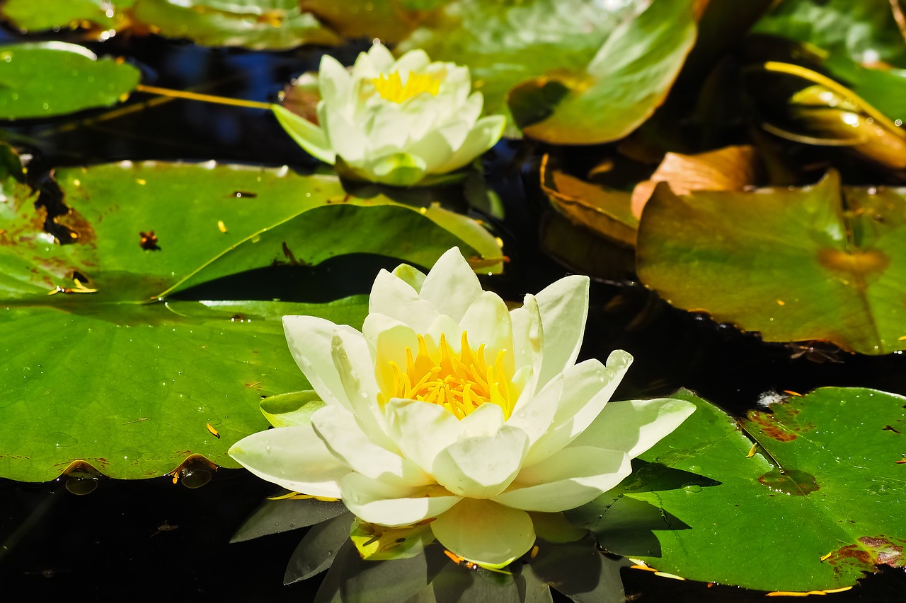 water lilies roses nuphar free photo