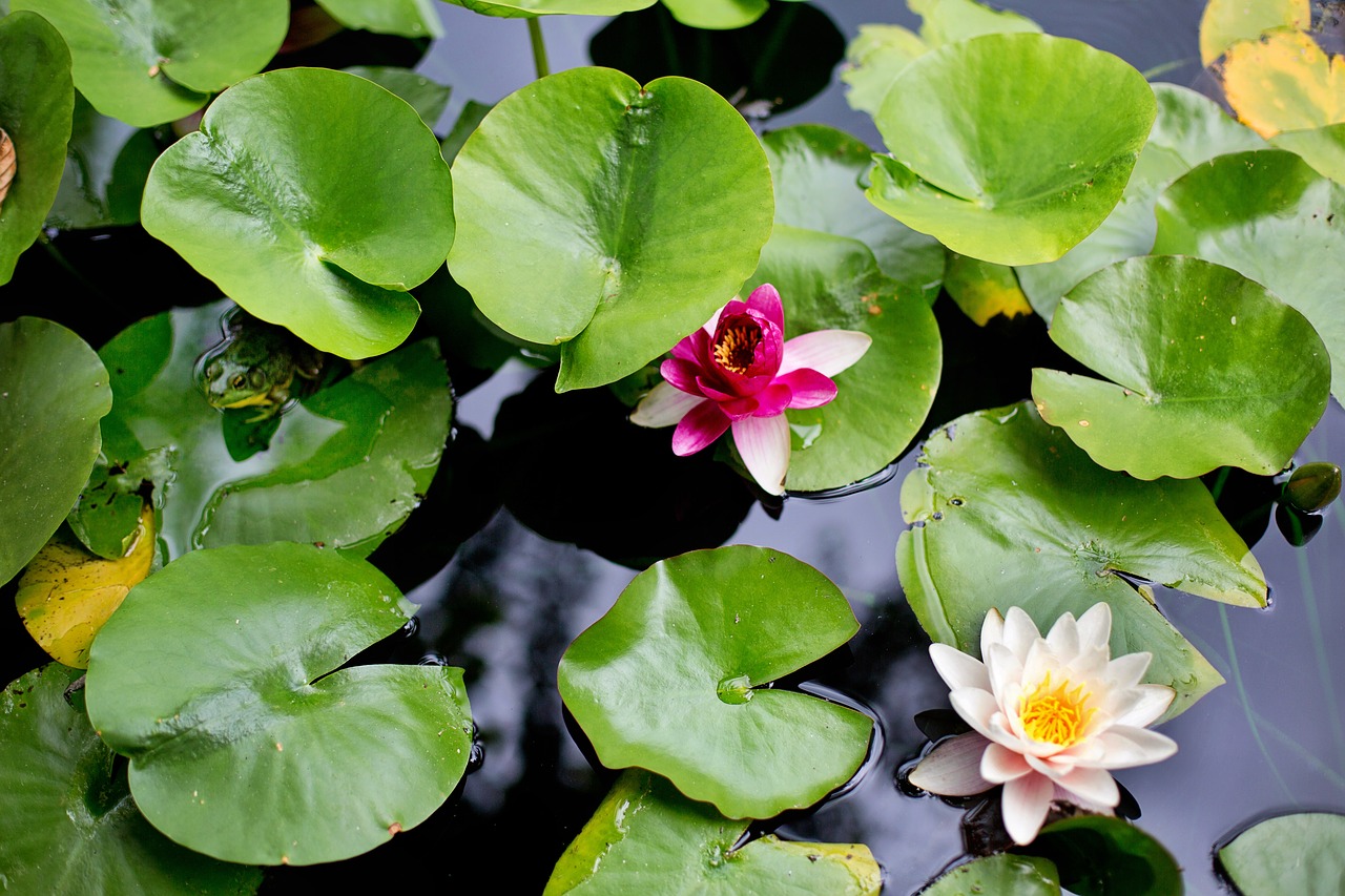 water lilies lilies lily pads free photo