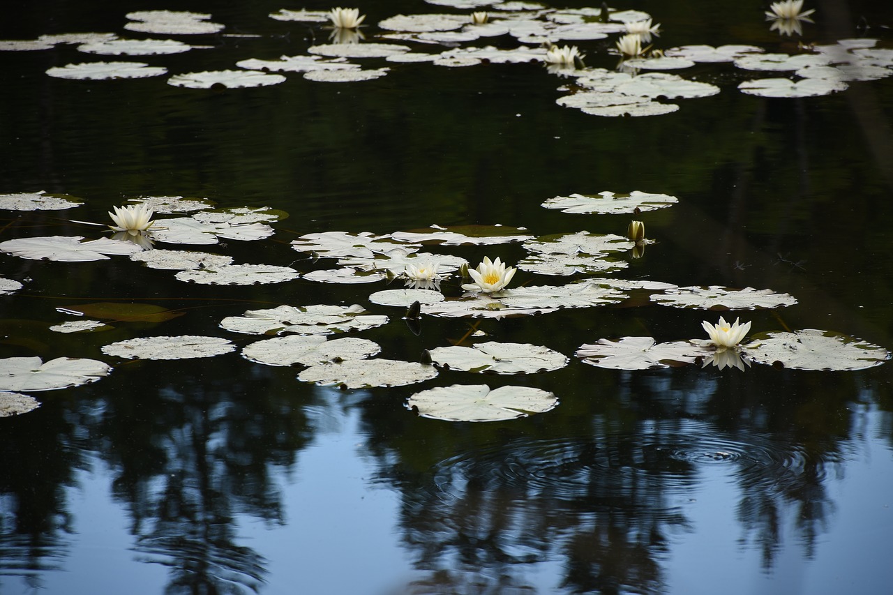 water lilies mirroring contrasts free photo