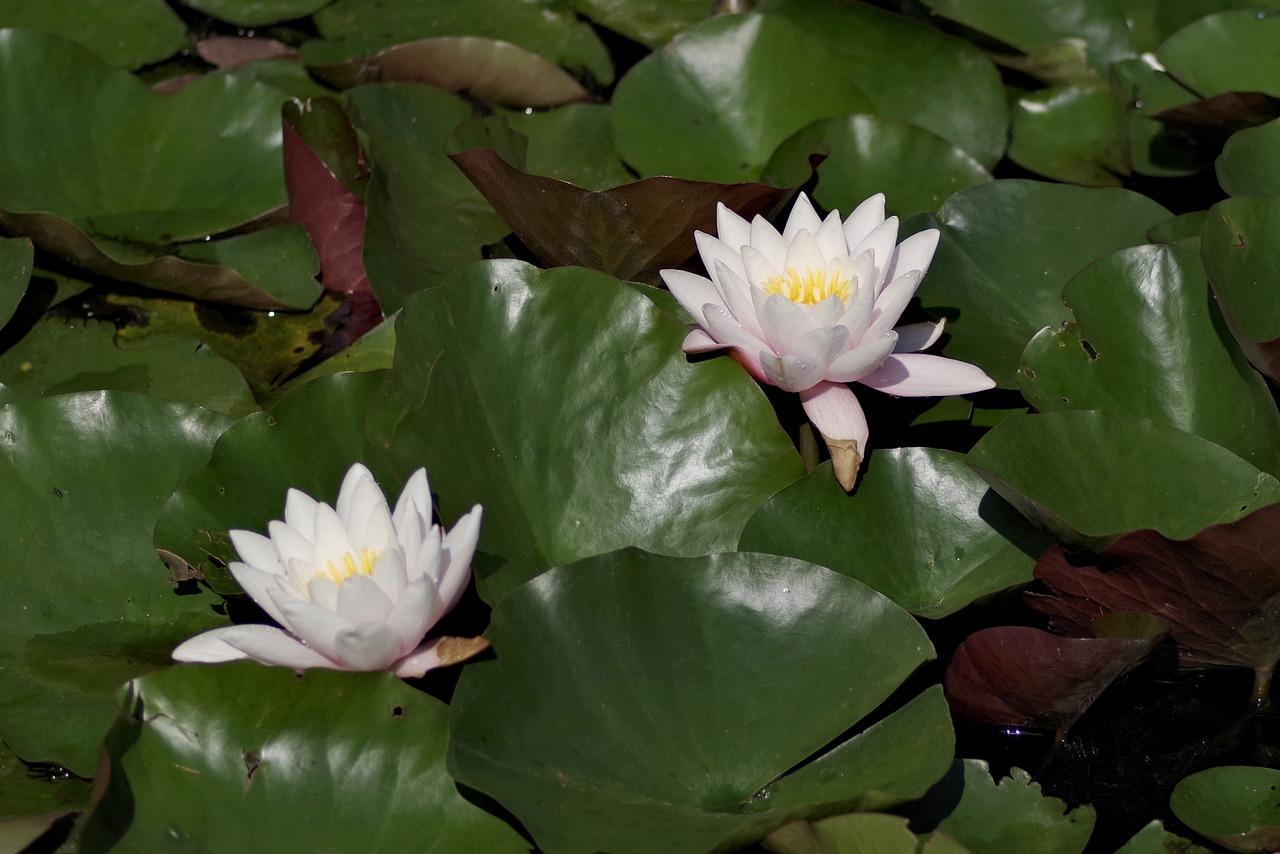 water lilies flower lily free photo