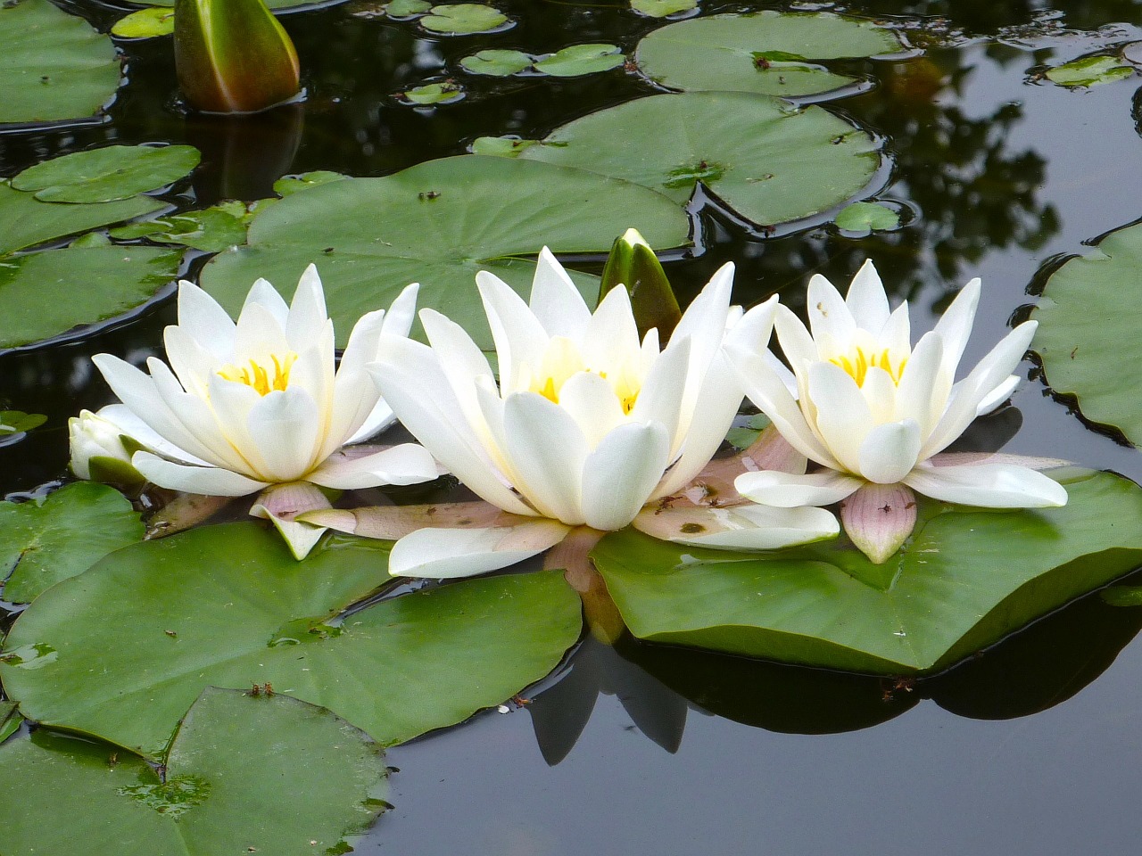 water lilies white pond free photo