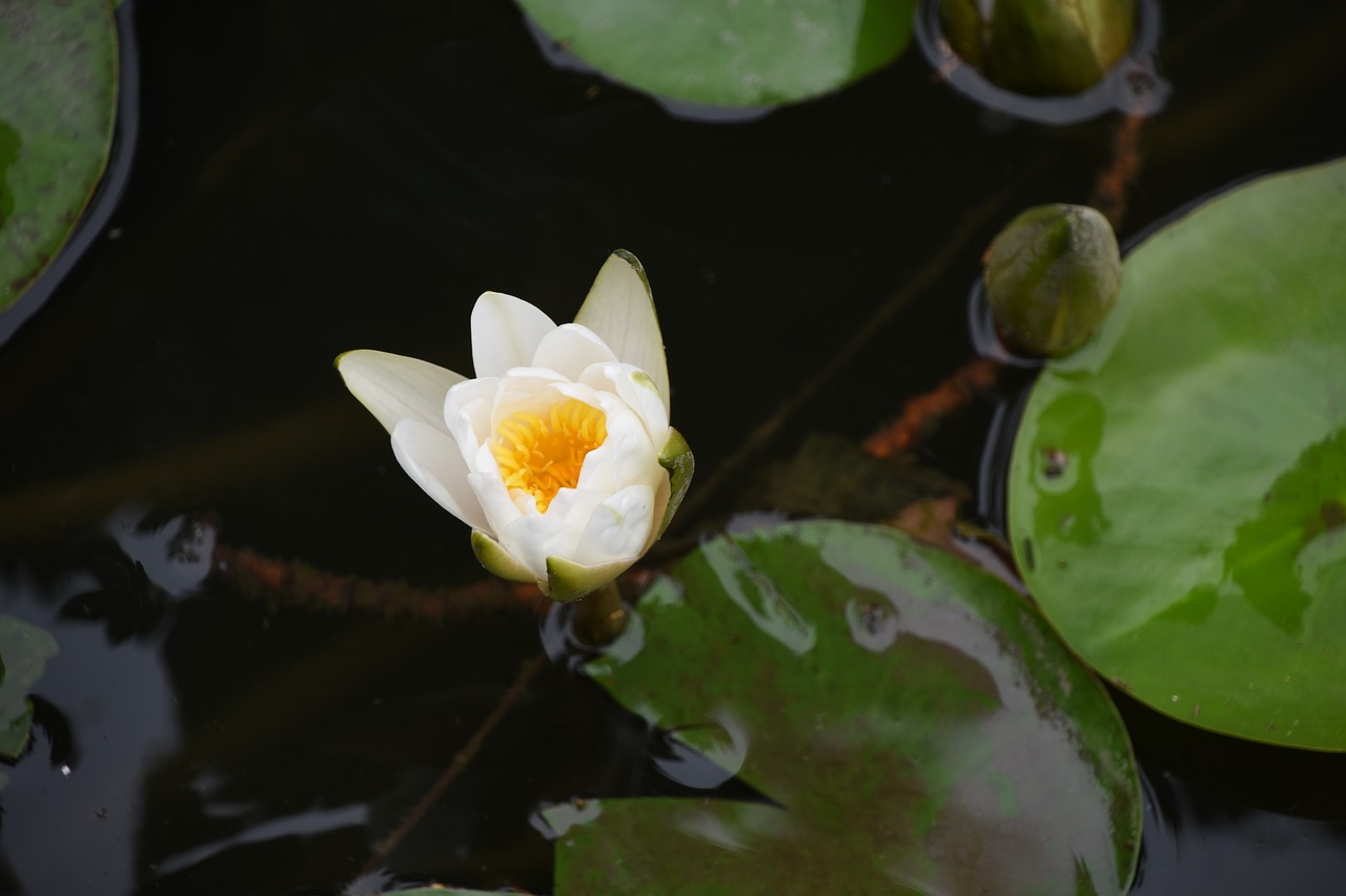 water lilies lotus flower free photo