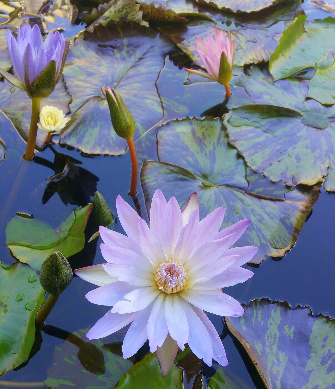 water lilies flowers pink free photo