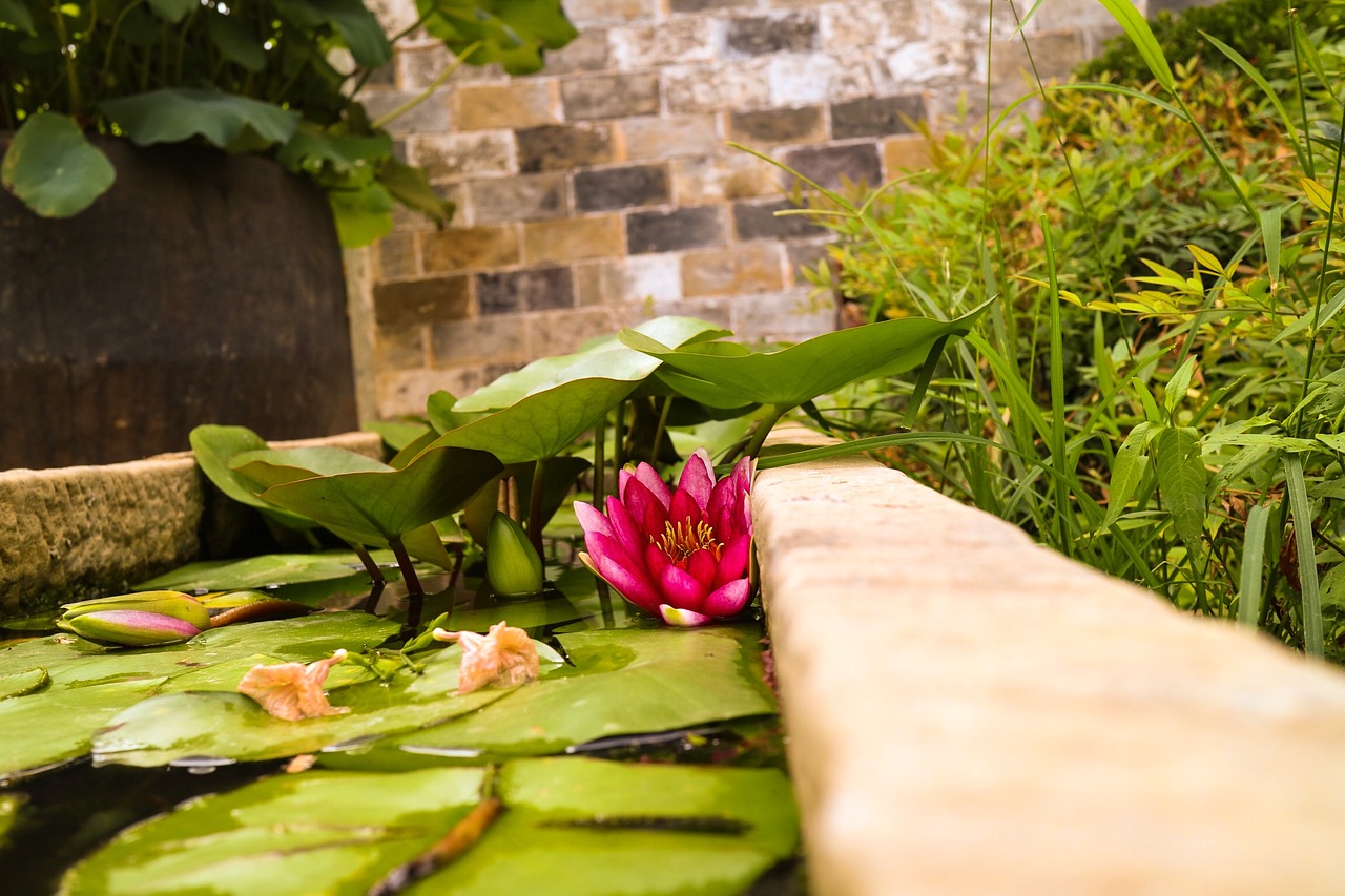 water lilies the ancient town lotus pond free photo