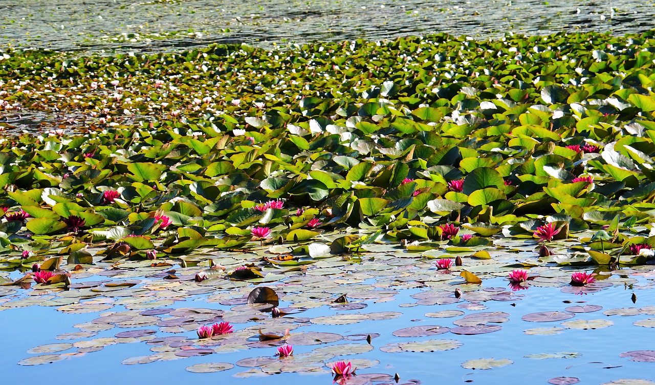 water lilies red dust free photo