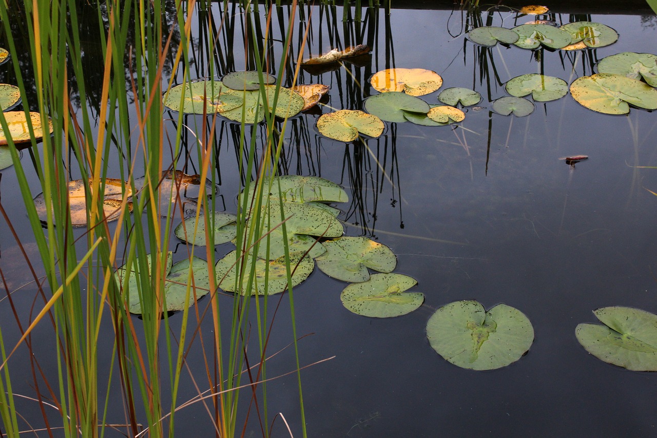 water lilies lake noufara free photo