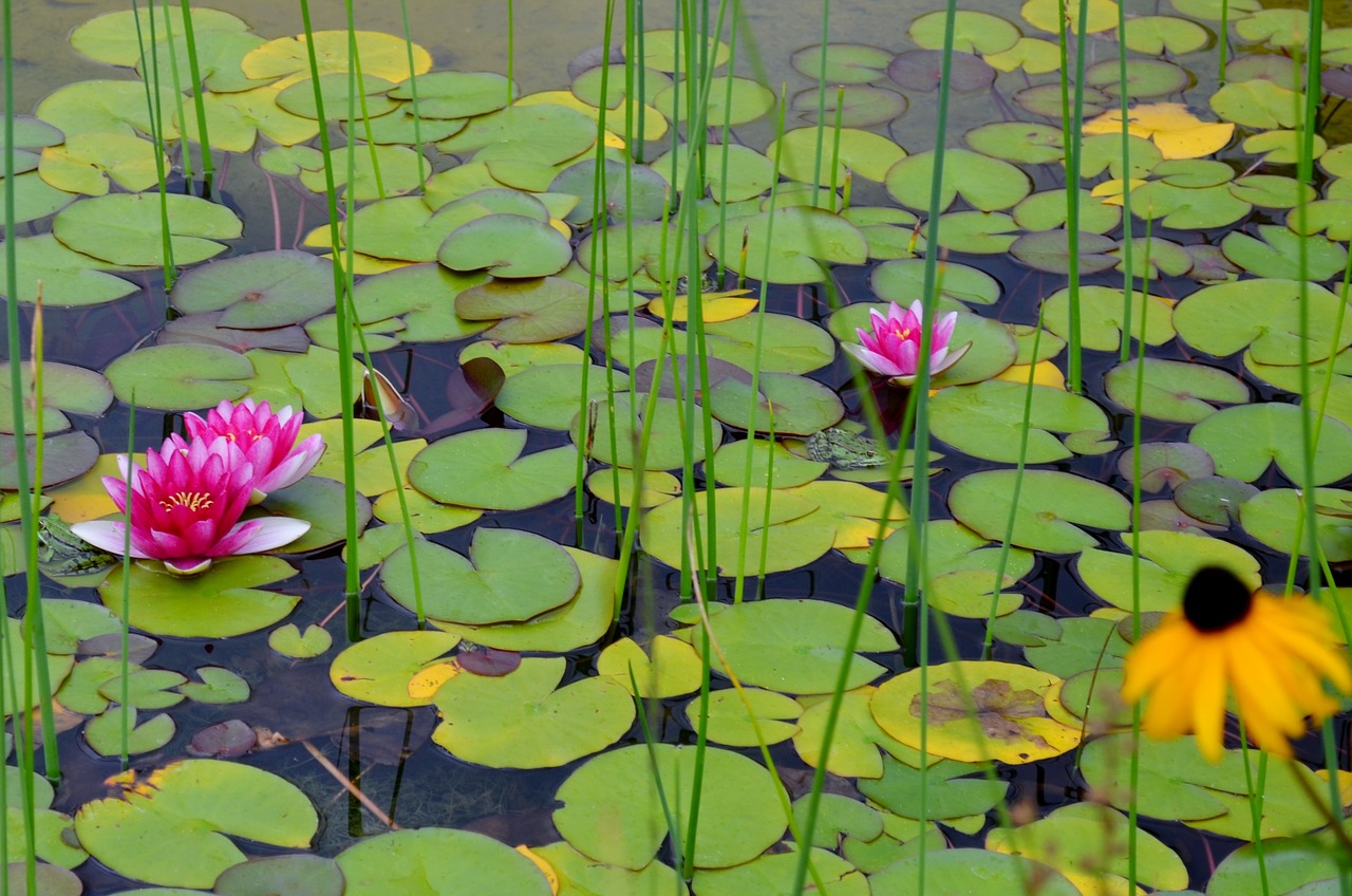 water lilies pink beauty lily pond free photo