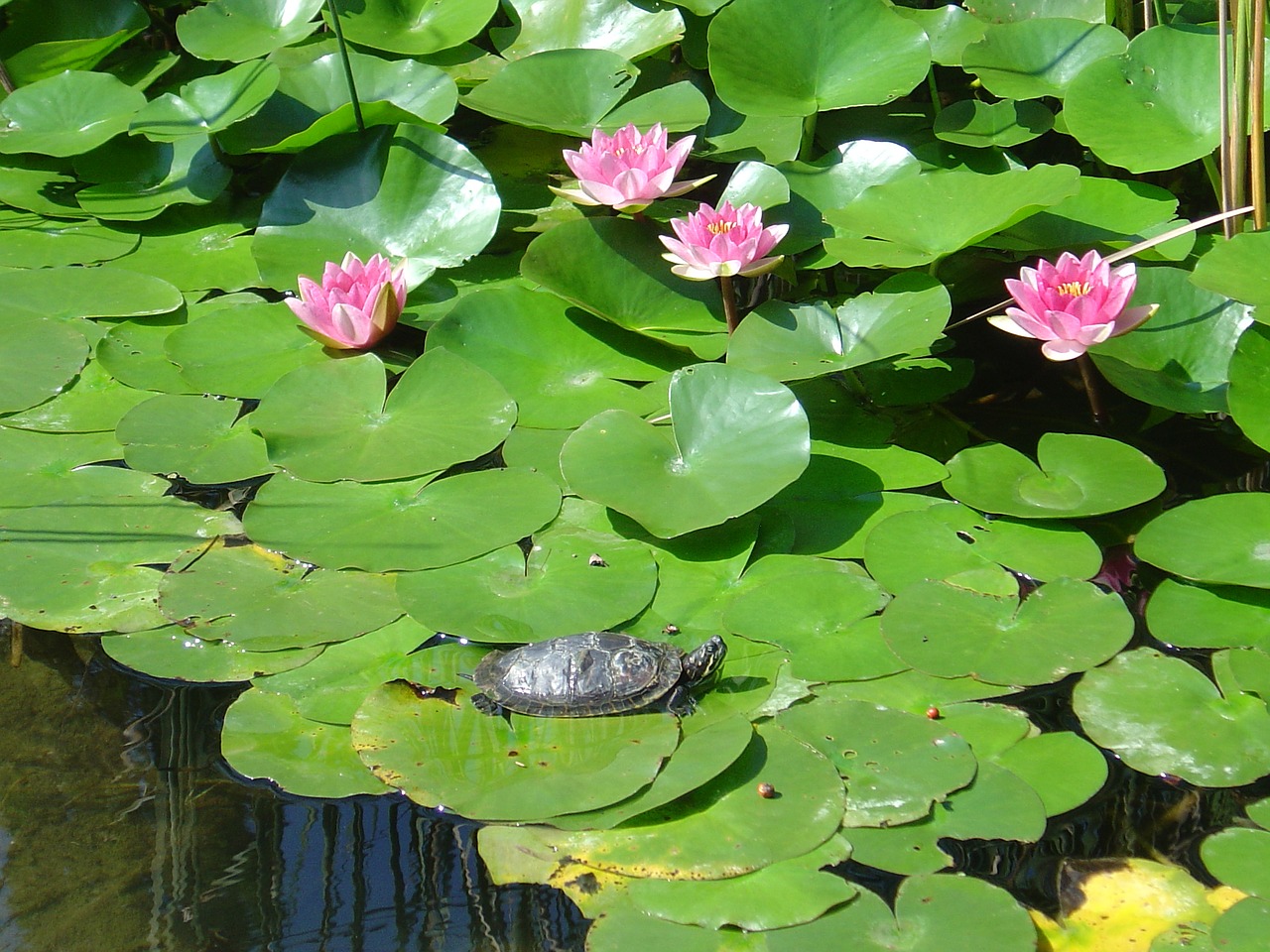 water lilies pond turtle free photo