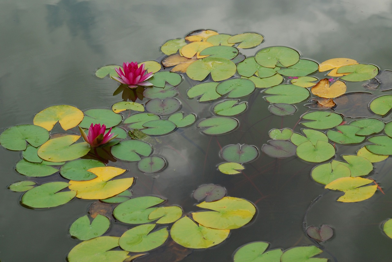 water lilies pond flowers free photo