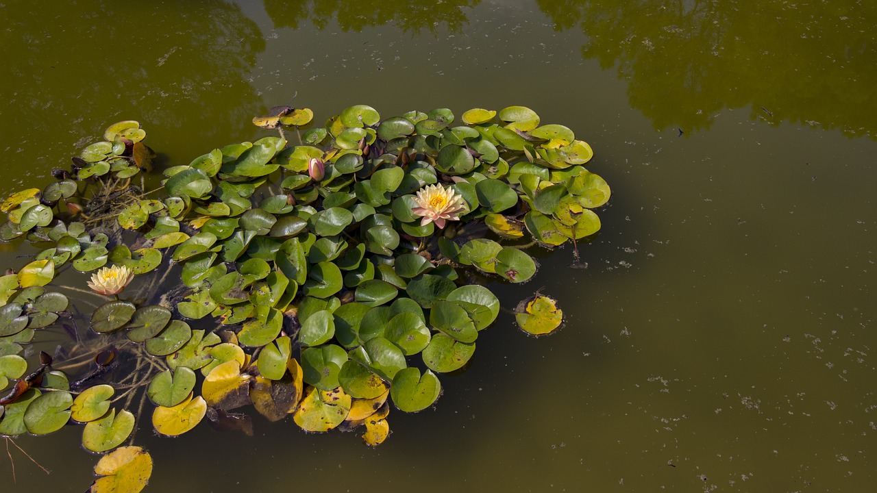 water lilies pond aquatic plant free photo