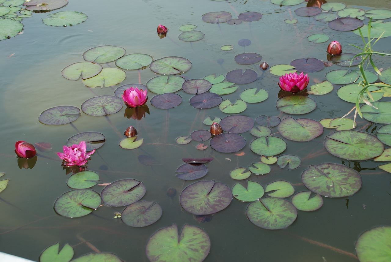 water lilies pond aquatic plant free photo