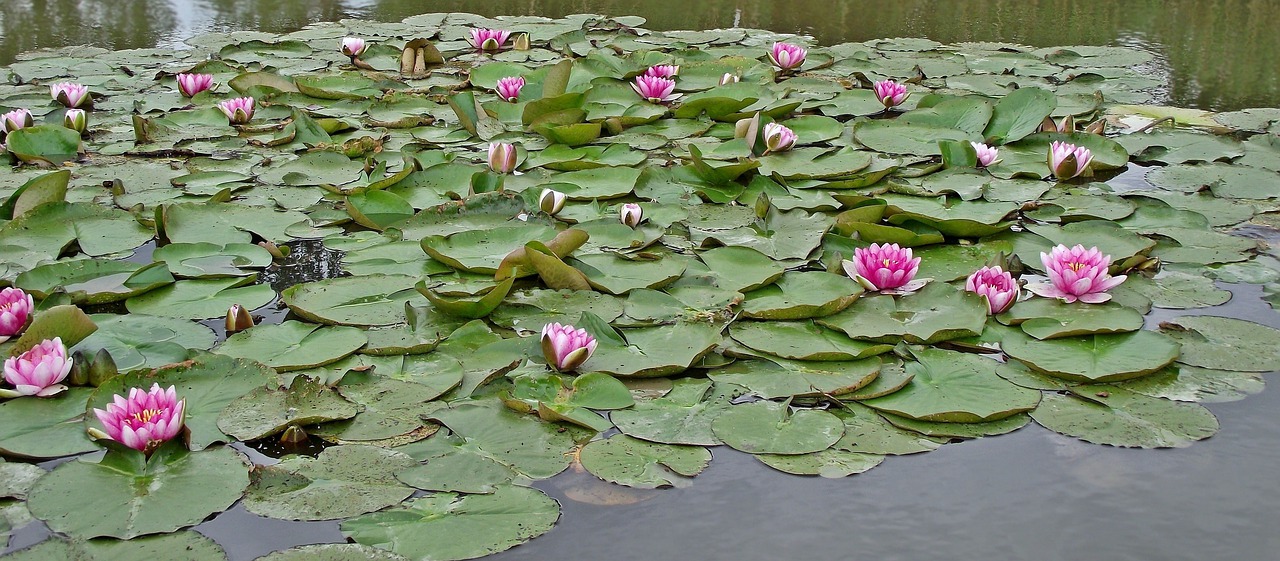 water lilies pink flower free photo