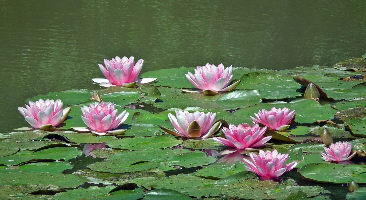 water lilies pink flower free photo