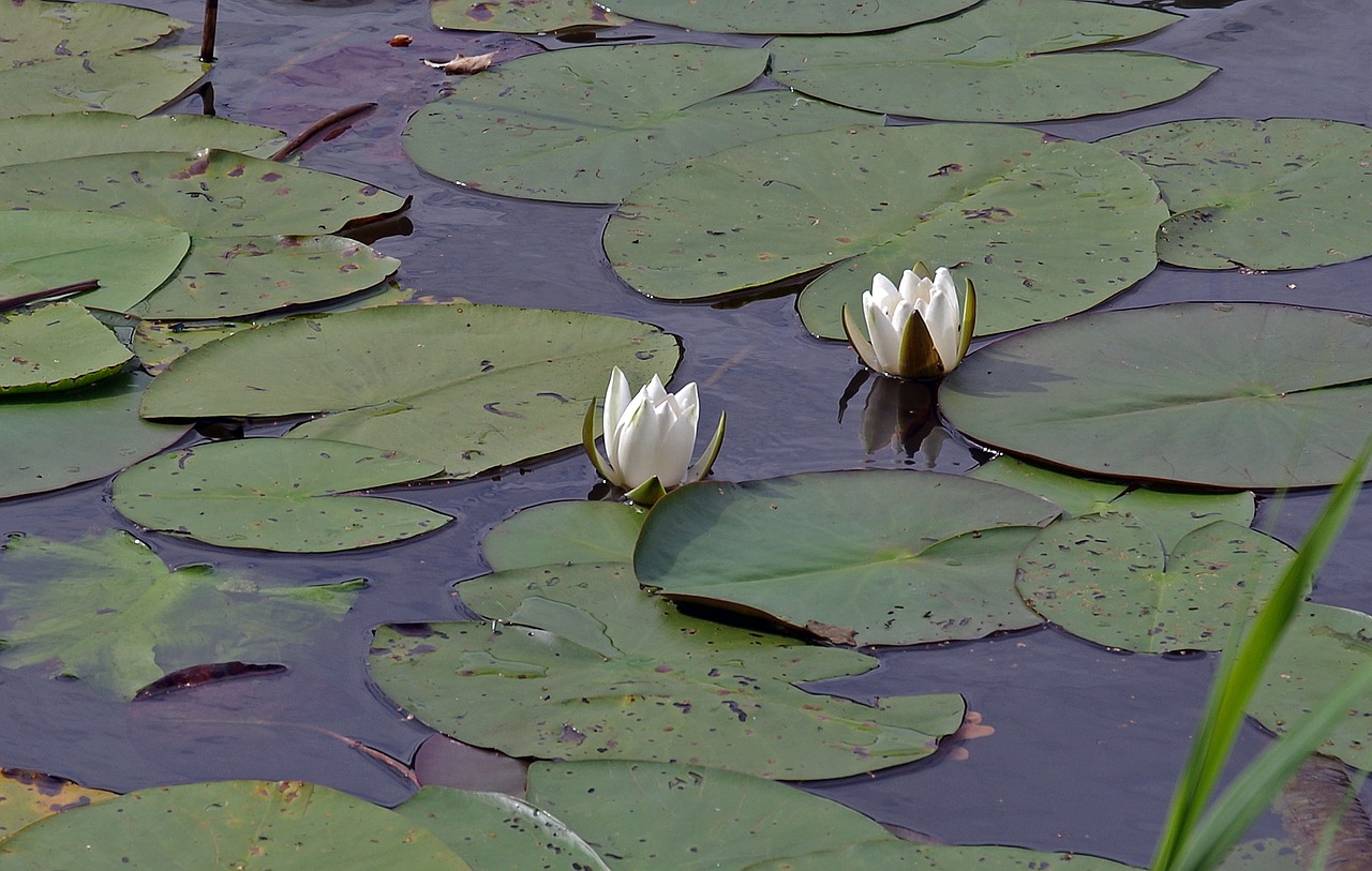 water lilies waters lake free photo