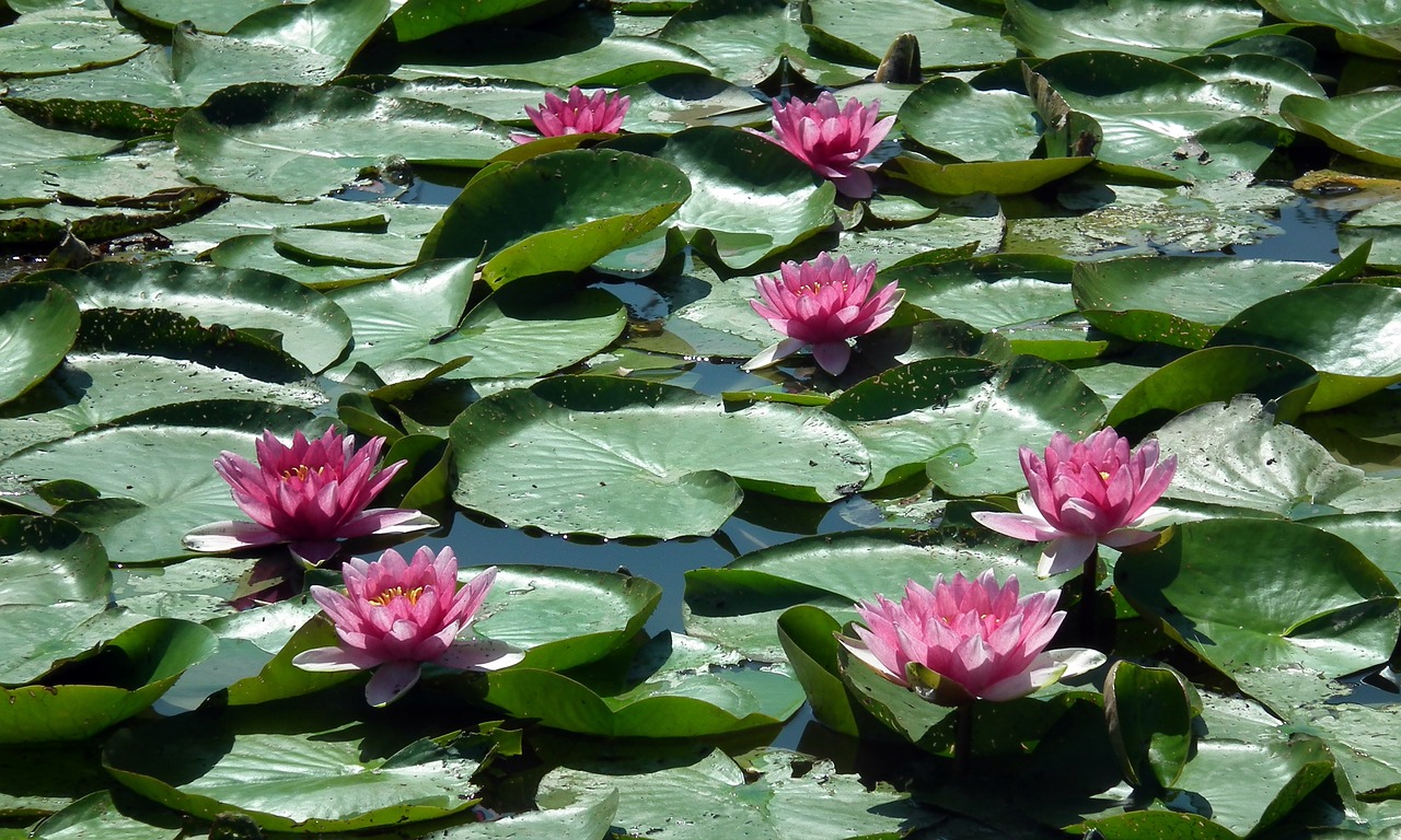 water lilies red flower free photo