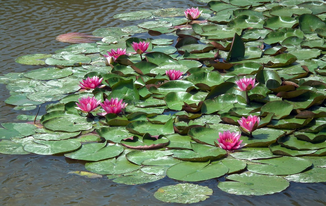 water lilies pink flower free photo