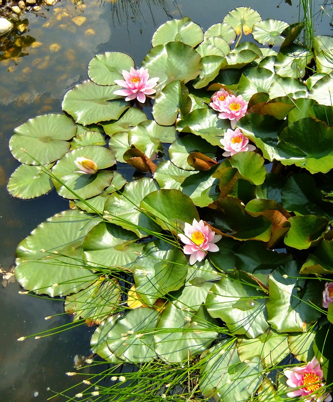 water lilies bud lake rose free photo