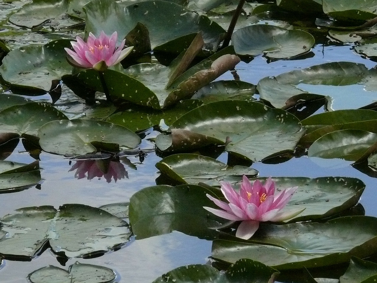 water lilies nuphar bavaria free photo