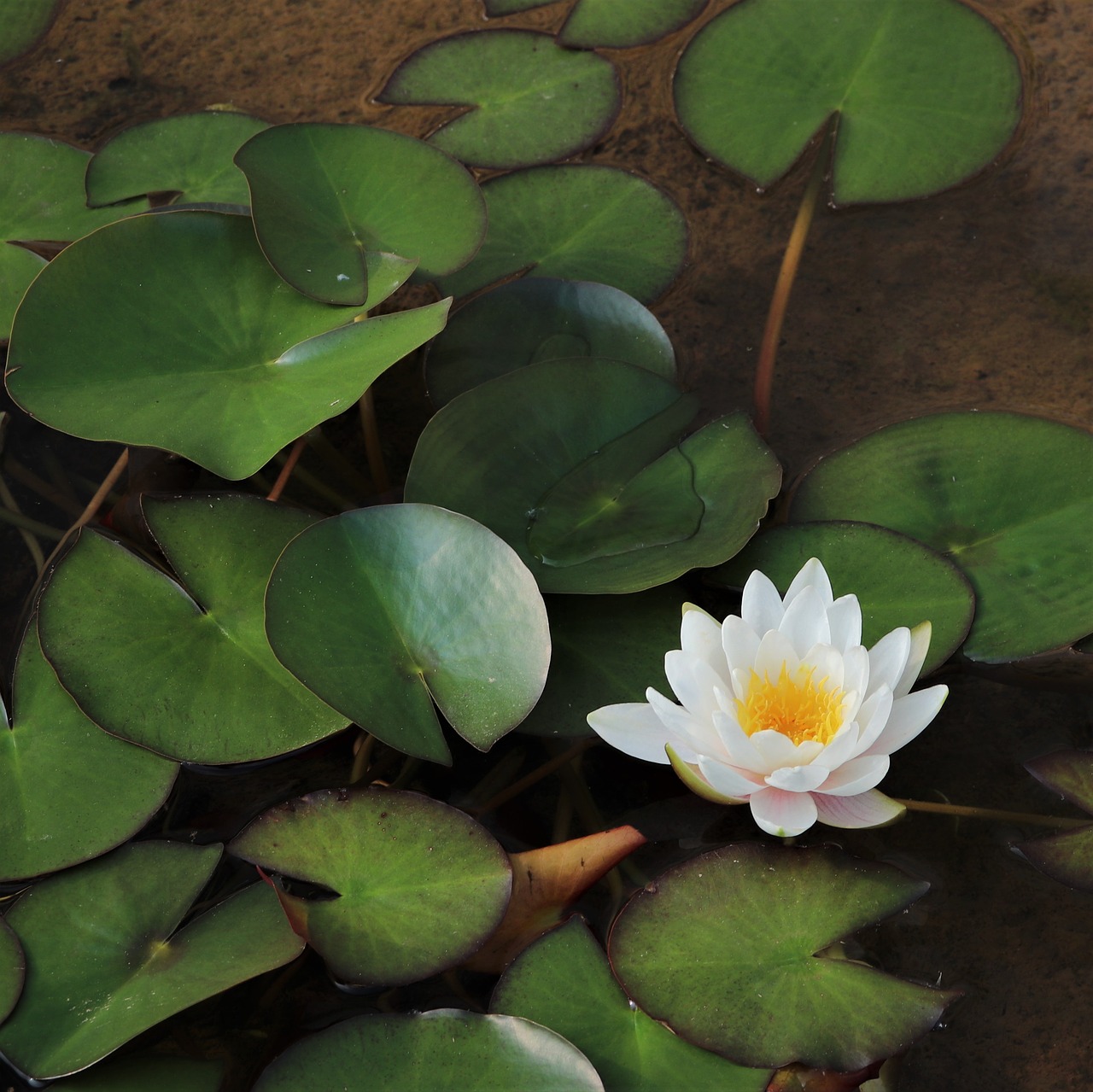 water lilies  lotus  underwater free photo