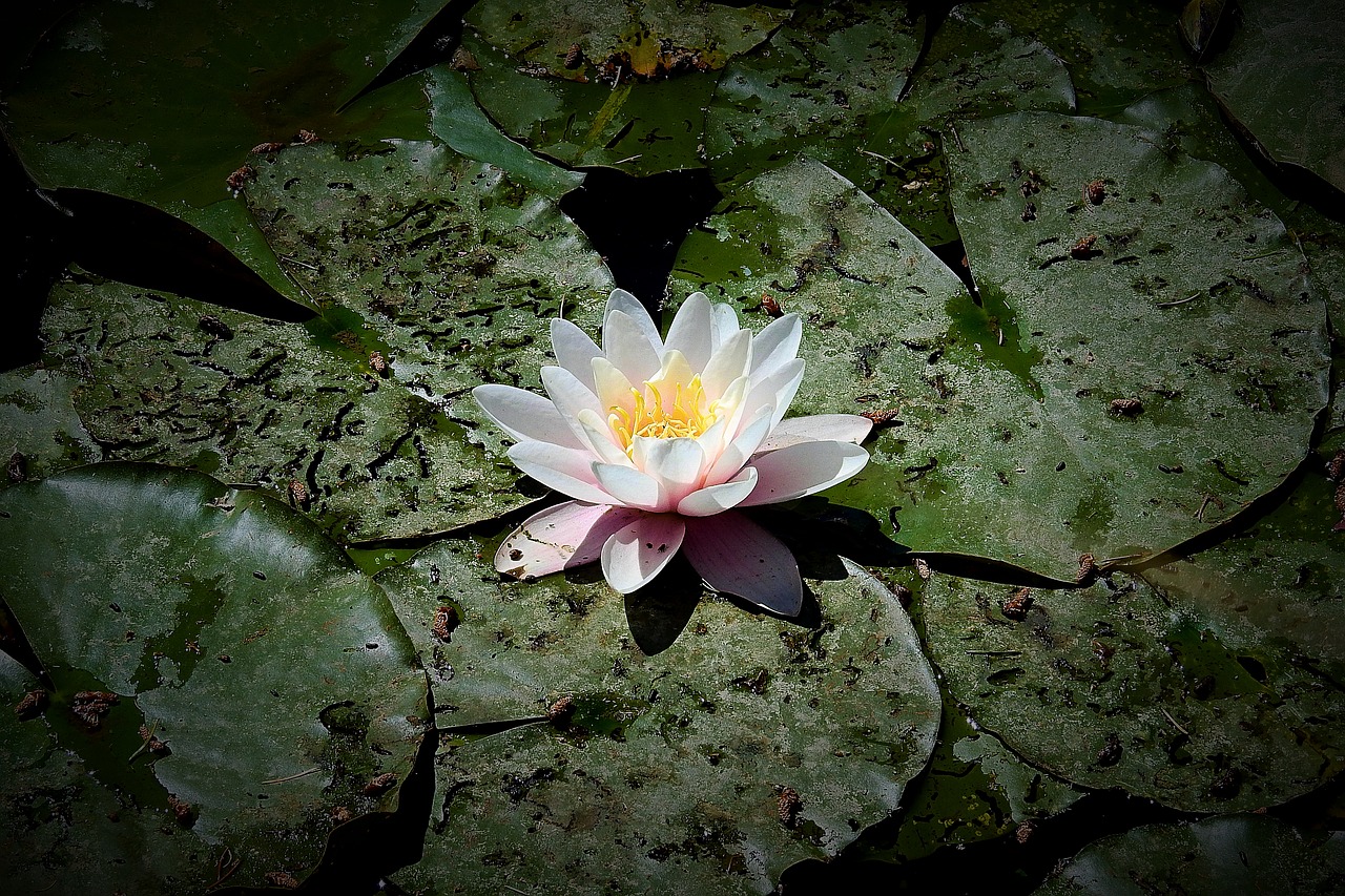 water lilies  the beauty of nature  flower water free photo