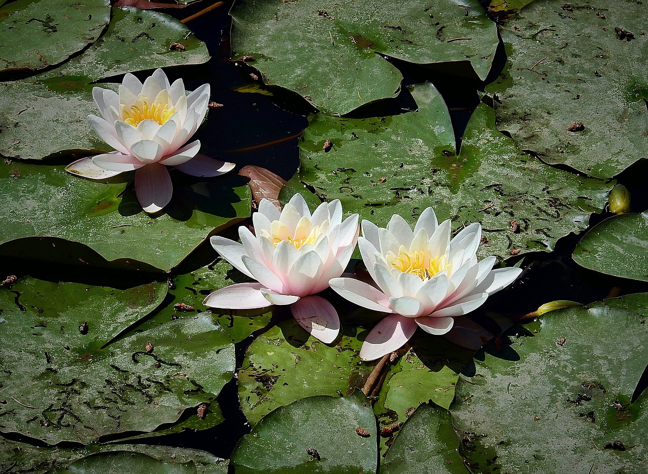 water lilies  the beauty of nature  flower water free photo