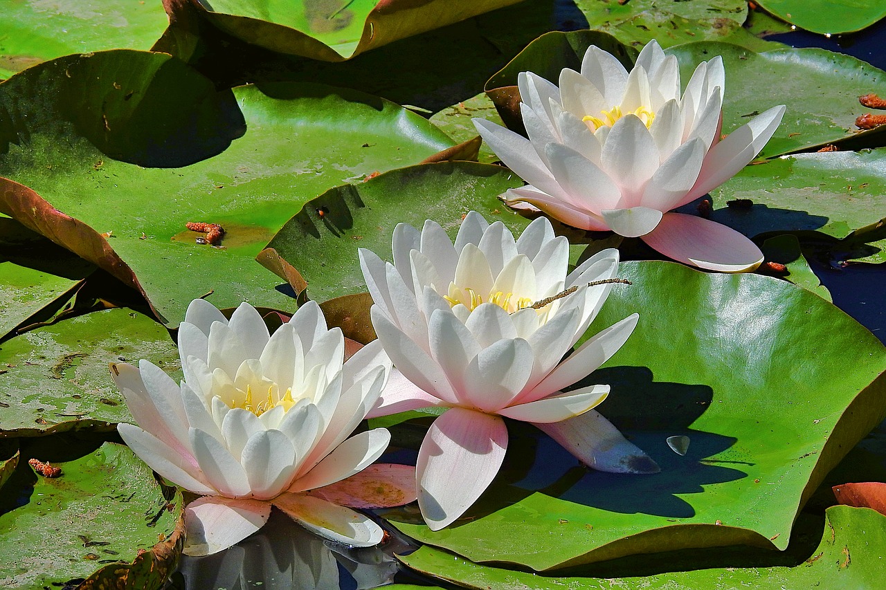 water lilies  the beauty of nature  flower water free photo