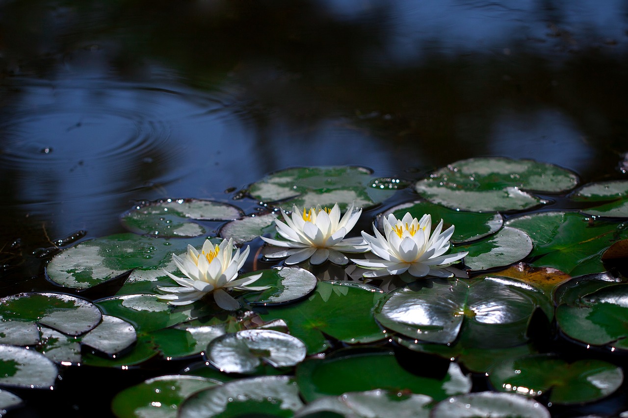 water lilies  pond  lotus free photo