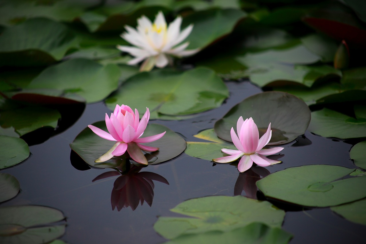 water lilies  aquatic plants  flowers free photo