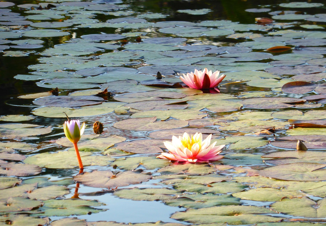 water lilies pond water free photo