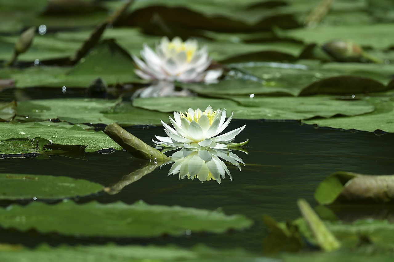 water lilies  white training  flowers free photo