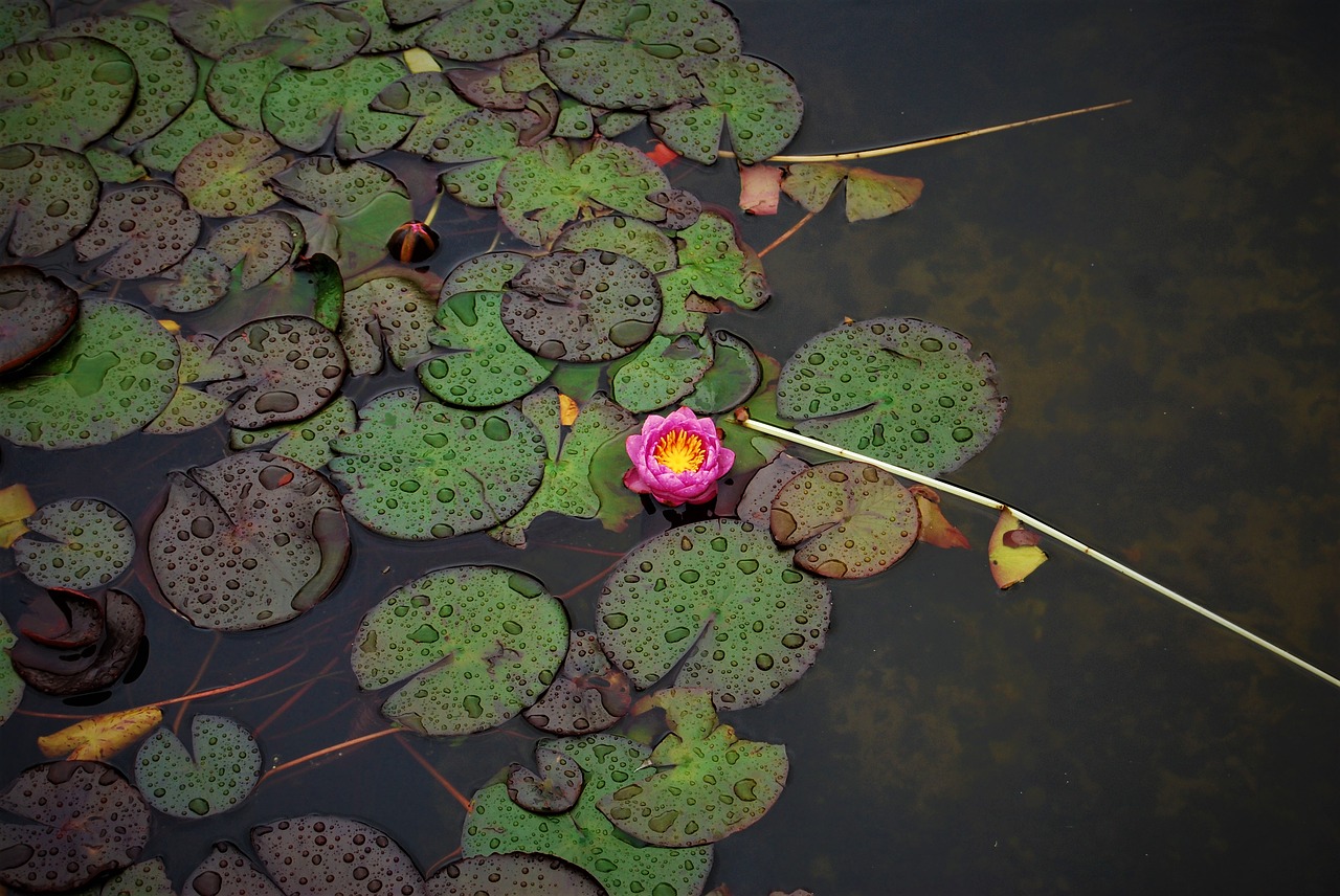 water lilies  nature  pond free photo