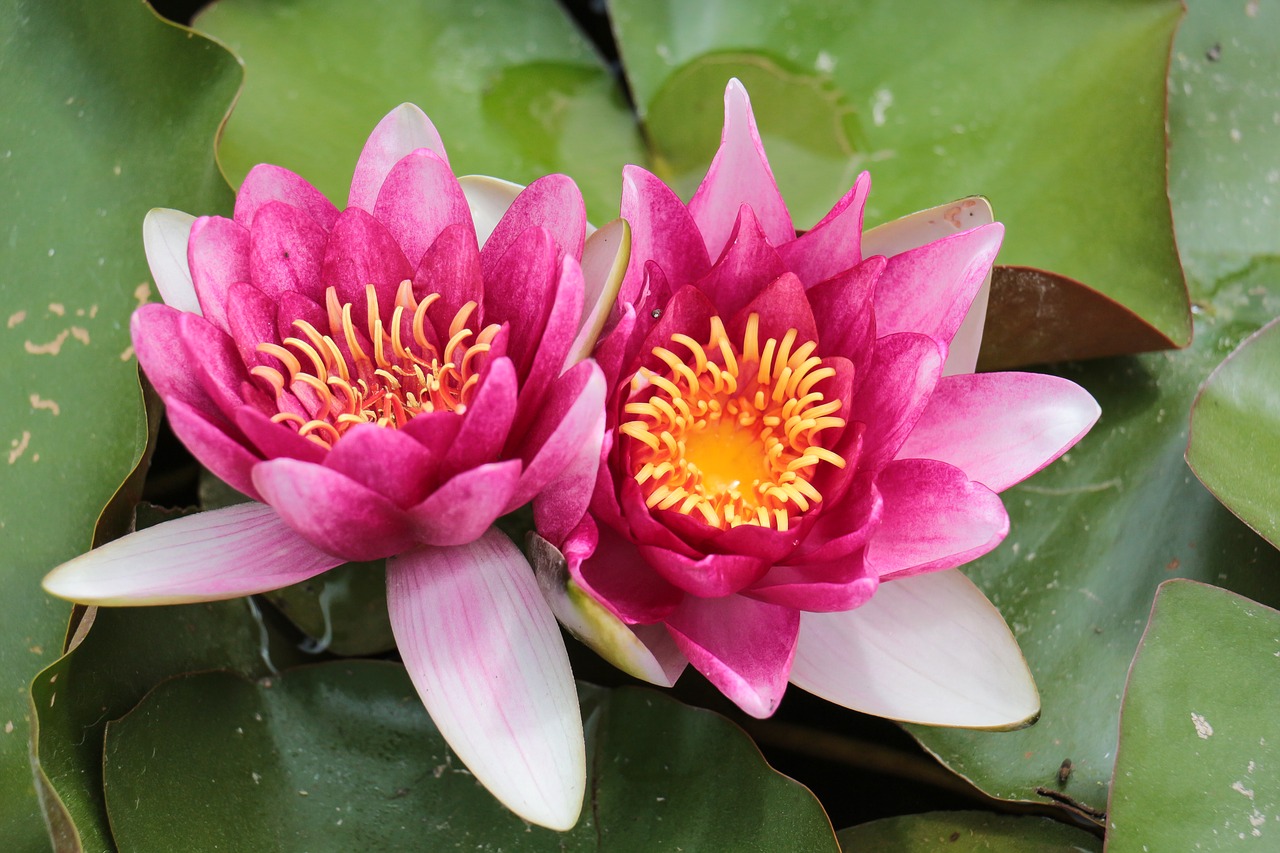 water lilies  water  water lily free photo