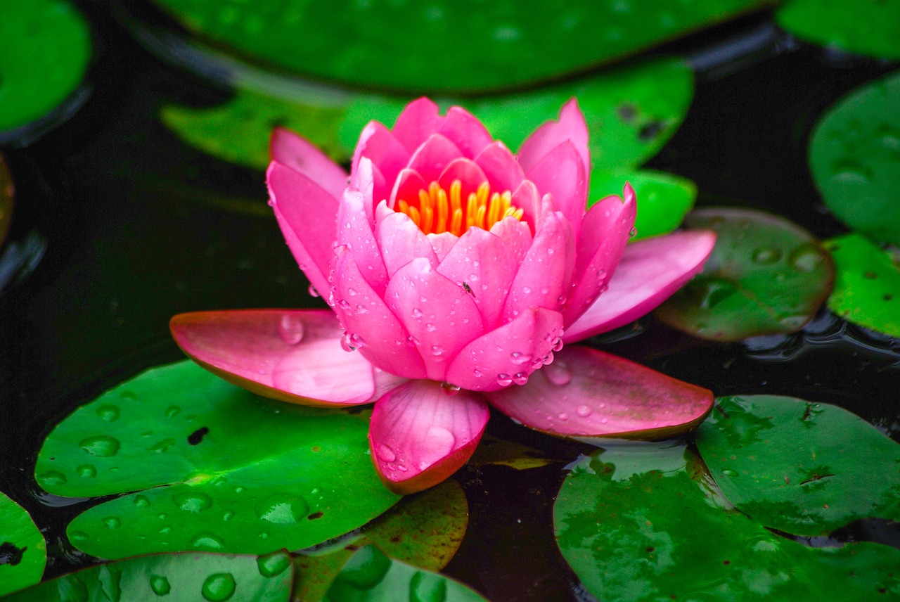 water lilies  nature  plants free photo