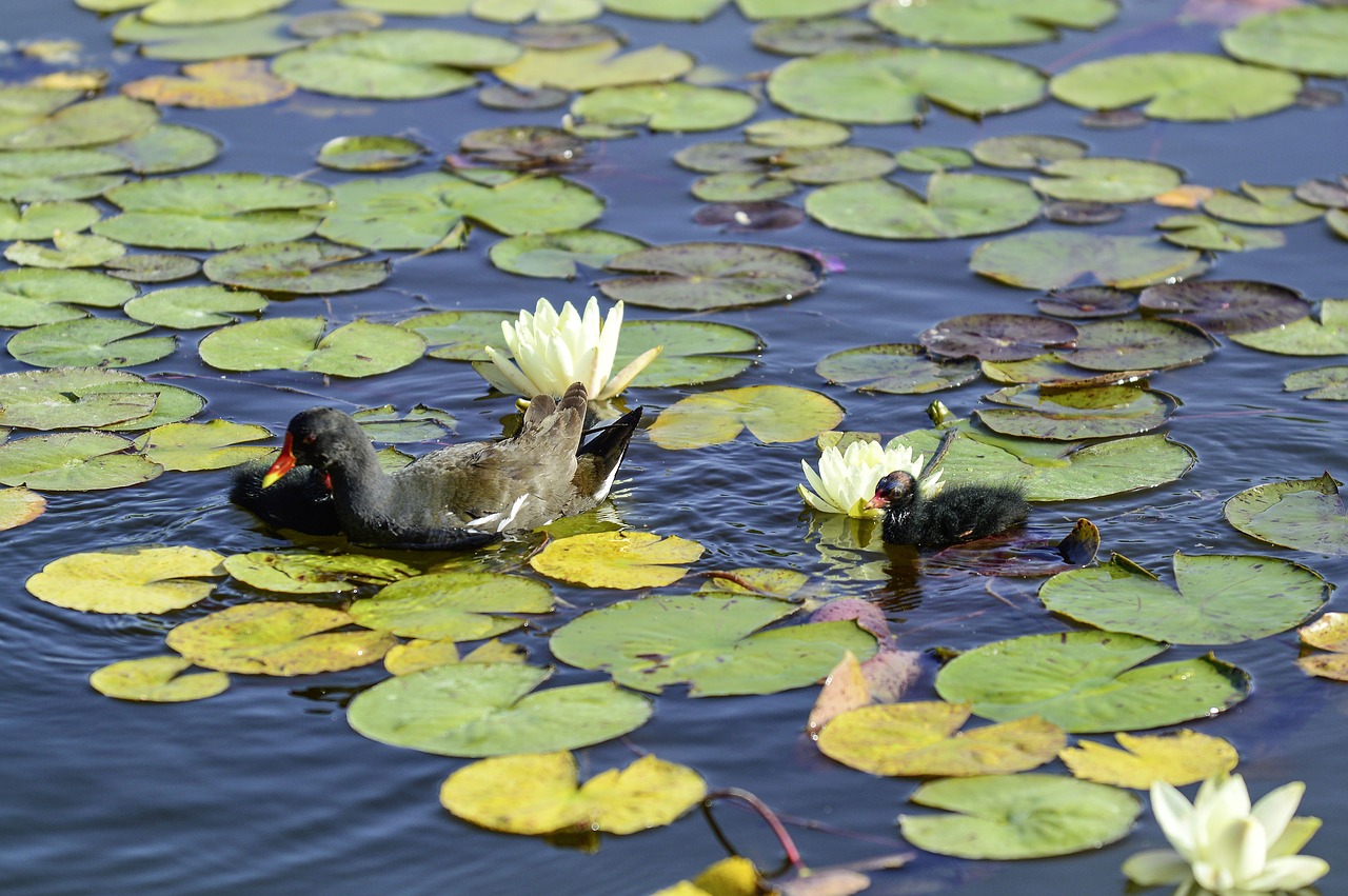 water lilies  young animal  pond free photo