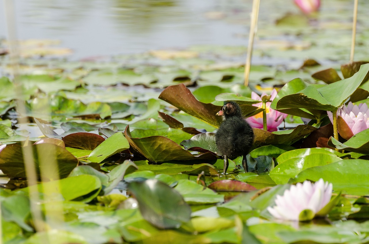 water lilies  young animal  pond free photo