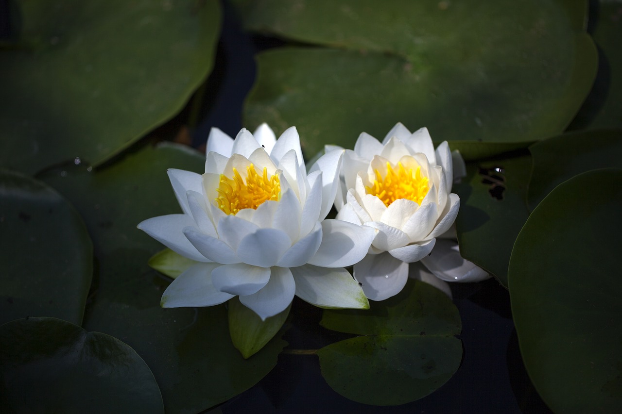 water lilies  flowers  pond free photo