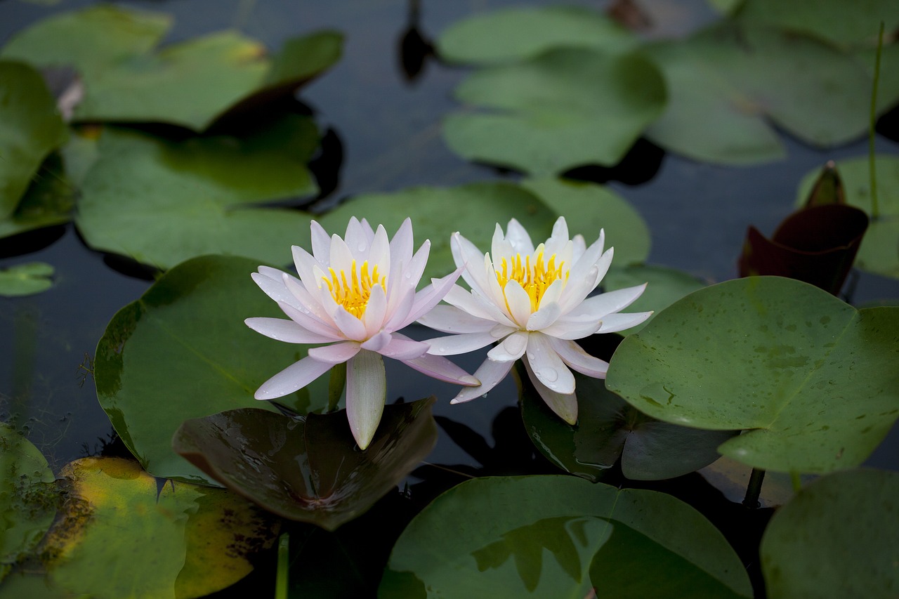 water lilies  flowers  pond free photo
