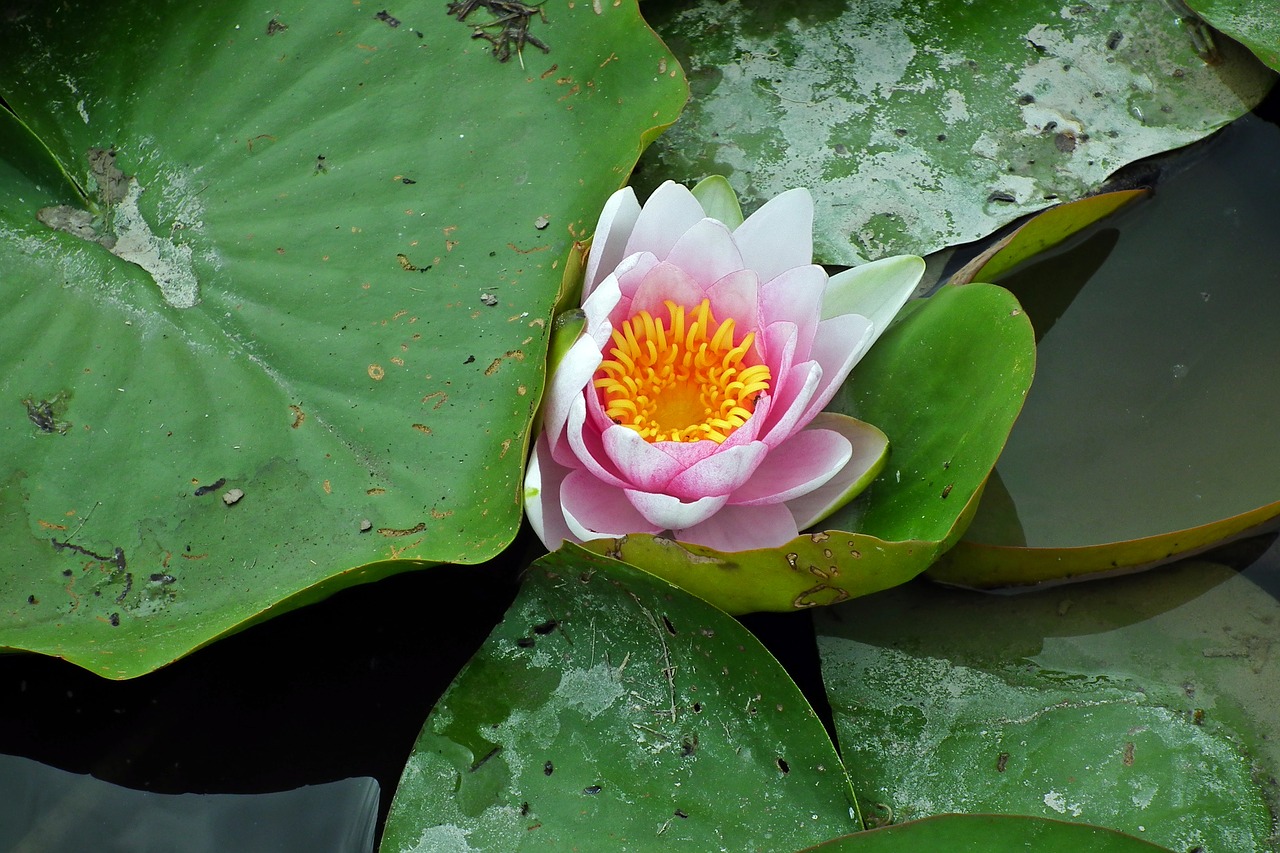 water lilies  pond  pink free photo