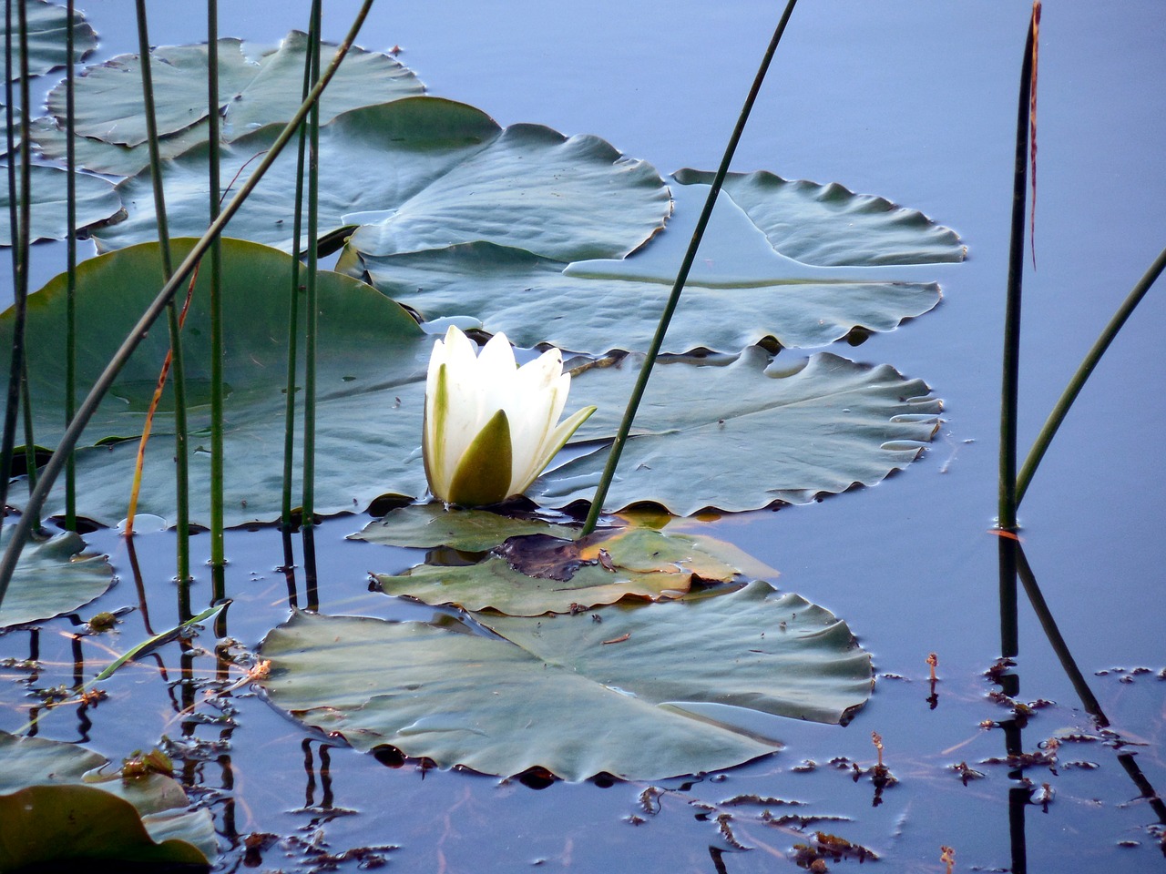 water lilies blossom bloom free photo